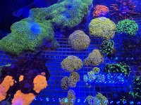 IMG_2281.jpeg