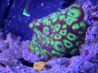 IMG_0910.jpeg