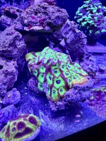 IMG_1520.jpeg