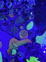 Sunset montipora with Mother colony from Top.JPEG