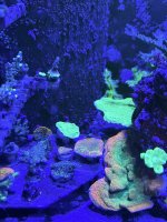 Sunset Montipora with Mother Colony.JPEG