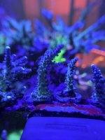 WWC yellow tip Frags (1).JPEG