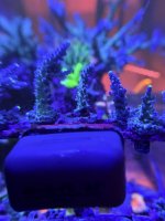 WWC yellow tip Frags.JPEG