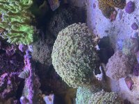 IMG_1079.jpeg