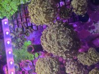 IMG_1088.jpeg