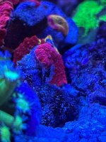 IMG_3988.jpeg