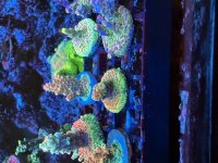 IMG_1705.jpeg
