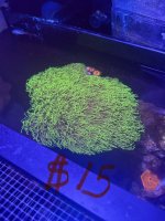IMG_1797.jpeg