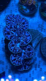 IMG_4251.jpeg