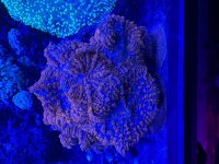 IMG_7639.jpeg