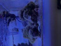 IMG_7899.jpeg