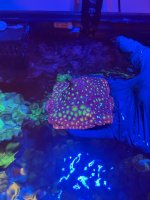 IMG_0597.jpeg