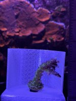 WWC yellow tip- 2.JPEG
