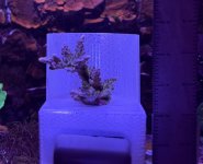 WWC yellow tip.JPEG