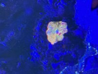 IMG_0278.jpeg