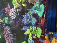 IMG_8603.jpeg