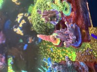 IMG_8595.jpeg