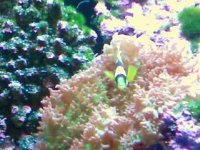 Clarkii Clown with Flourecent Mushroom.jpg