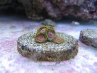 zoa1.JPG