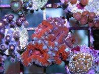 acan.jpg