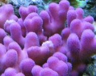 purplestylopistillata.jpg