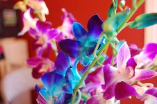 Orchids_4.jpg