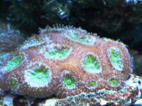 ACAN-FX.jpg