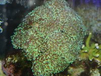 Bicolor Frogspawn.JPG