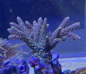 IMG_0049.jpeg