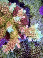 IMG_6274.jpeg