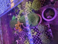 IMG_1230.jpeg
