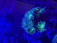 IMG_0681.jpeg