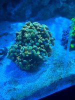 IMG_9699.jpeg