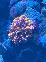 IMG_9687.jpeg