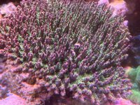 IMG_7257.jpeg