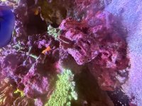 IMG_7391.jpeg