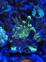 IMG_1439.jpeg