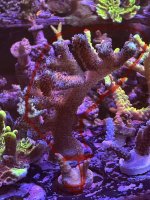 IMG_1433.jpeg
