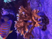 IMG_6810.jpeg