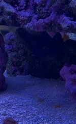 IMG_9313.jpeg