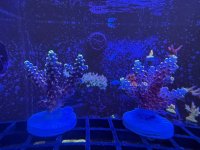 IMG_7491.jpeg