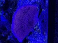 IMG_8067.jpeg