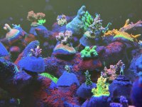 IMG_8397.jpeg