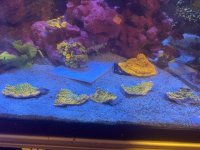 IMG_4918.jpeg IMG_4918.jpeg