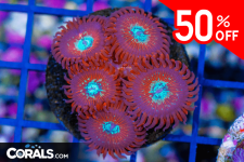 Untitled design(33).png