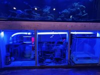 IMG_4246.jpeg
