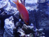 anthias1.jpg