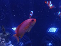 anthias2.jpg