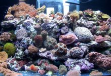 new tank shot 1.jpg