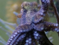 Octo MR.jpg